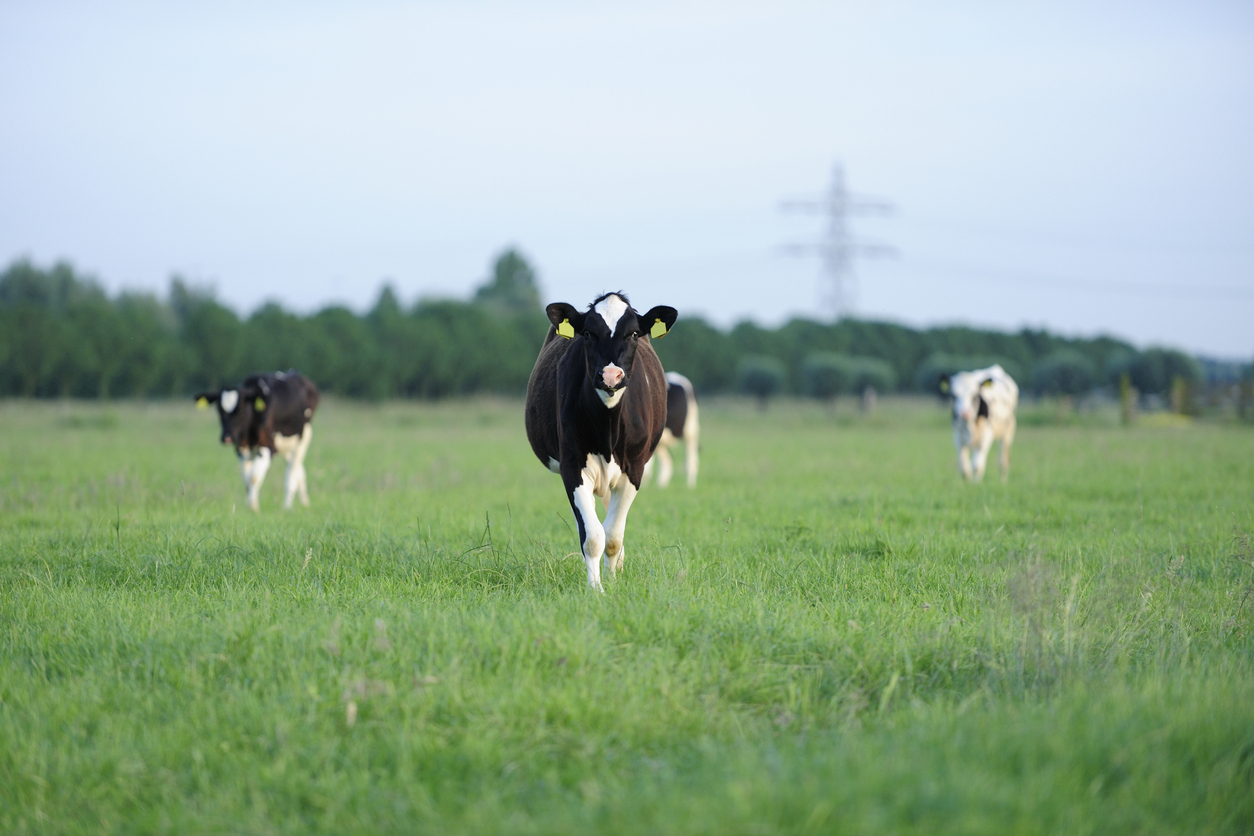 Vache laitière - controleur laitier