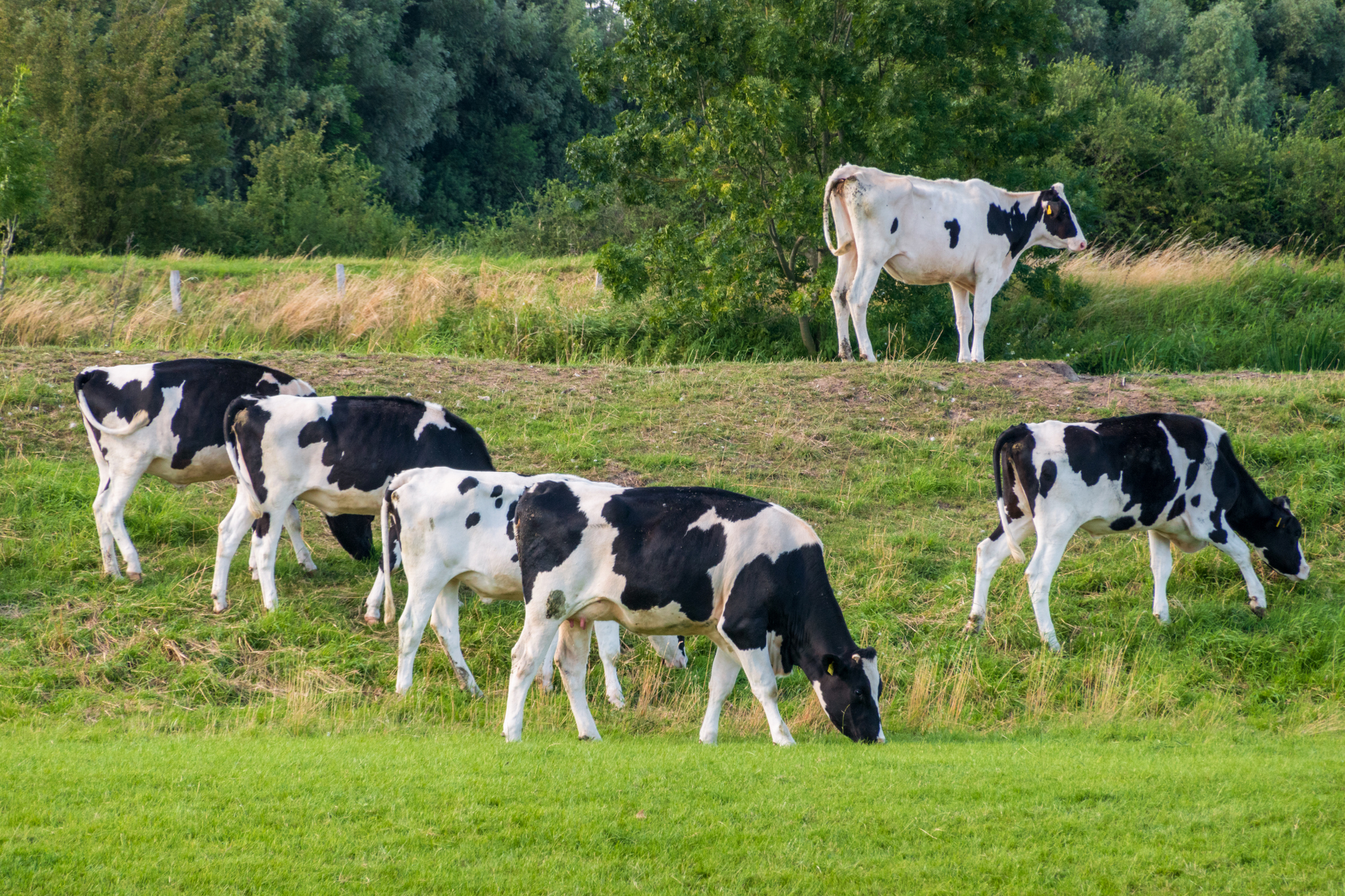 Vaches