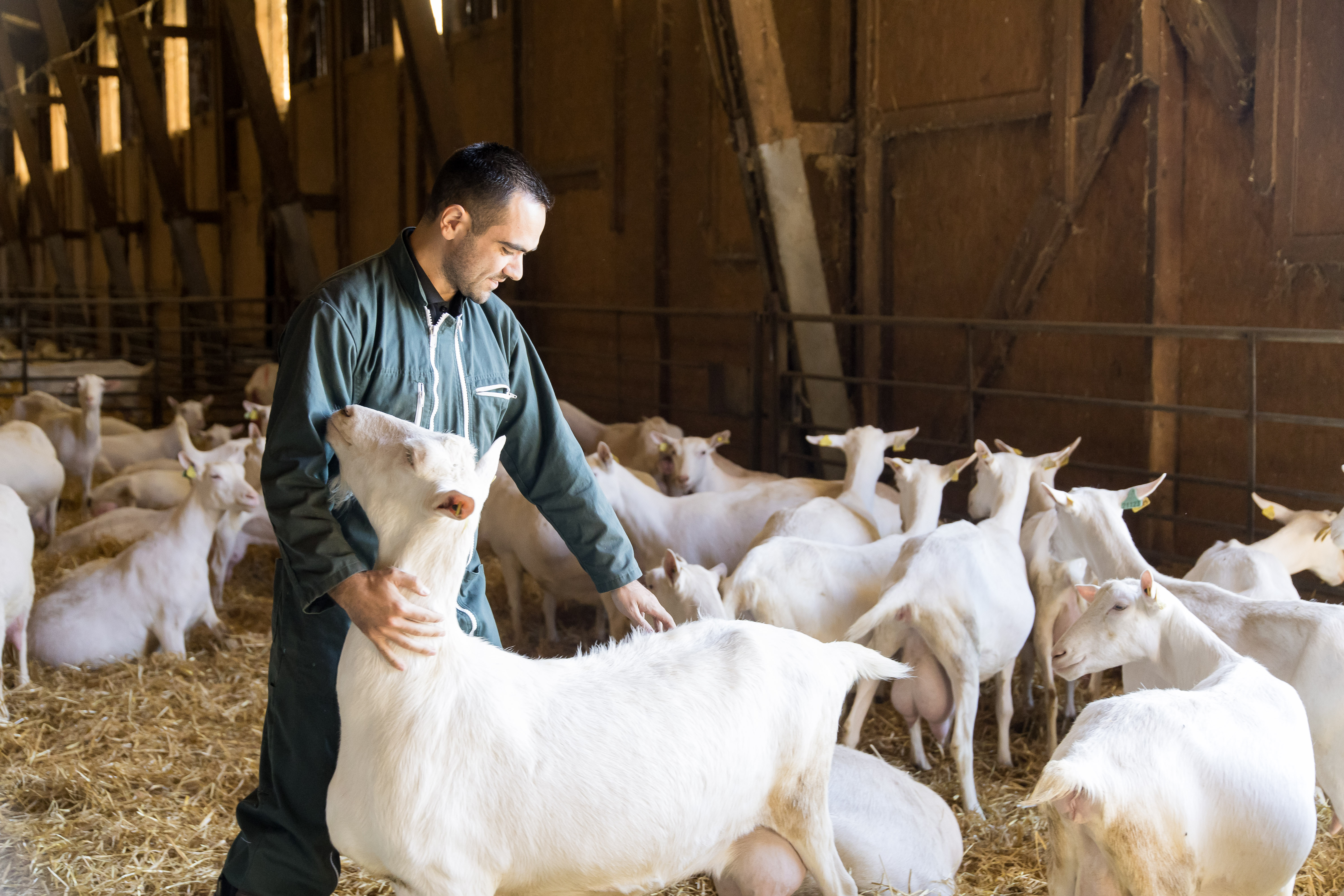 Solution caprins et ovins