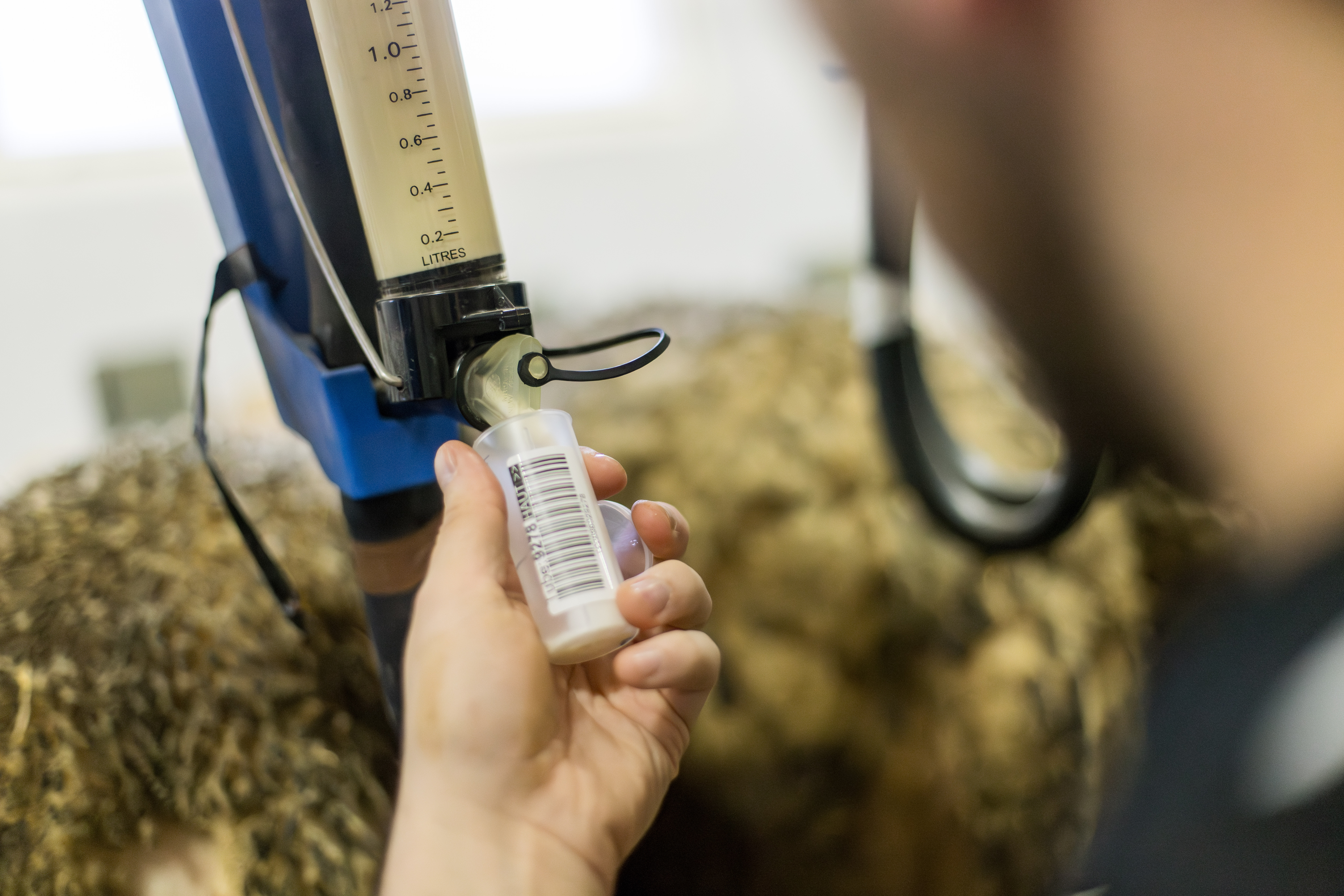 Contrôle laitier en élevage ovin 